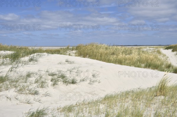 Dune landscape near Sankt Peter-Ording, Westerhever lighthouse, North Sea, Schleswig-Holstein,
