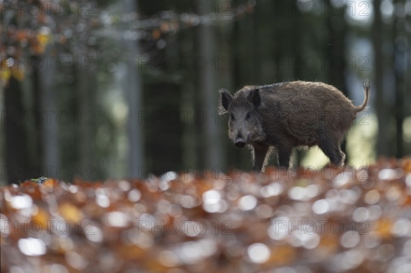 Wild boar defector, Daun, Rhineland-Palatinate, Germany