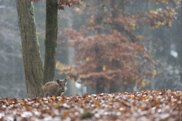 Wild boar newbie in the rain, Daun, Rhineland-Palatinate, Germany