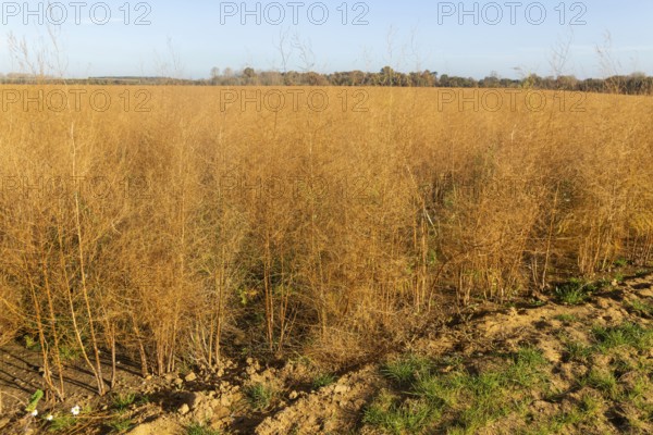 Brown dried ferns of asparagus plants, Asparagus officinalis, growing in field, Hollesley, Suffolk,
