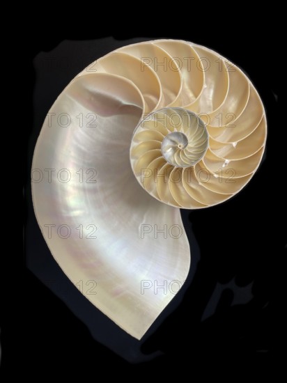 Pearl boat (Nautilus pompilius), Nautilidae family, interior view of the bowl, phragmocon, spiral,