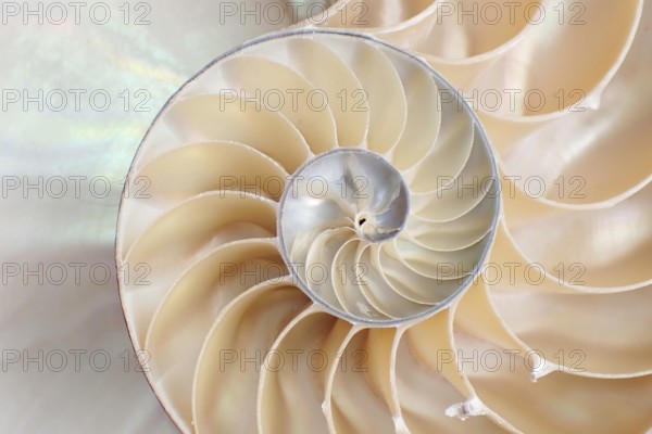 Pearl boat (Nautilus pompilius), Nautilidae family, interior view of the bowl, phragmocon, spiral,