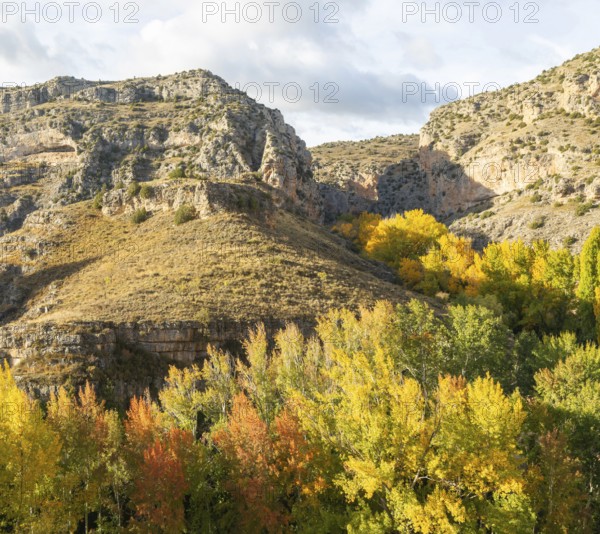 Trees in autumn leaf in limestone gorge of Rio Guadalaviar river valley, Albarracín, Teruel