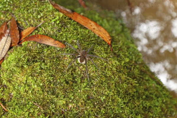 Female spider, giant crab spider, with large white cocoon in the Blue Mountains, New South Wales,