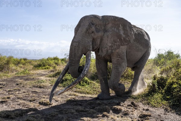 African elephant (Loxodonta africana), the famous Super Tusker elephant Craig, old male with long