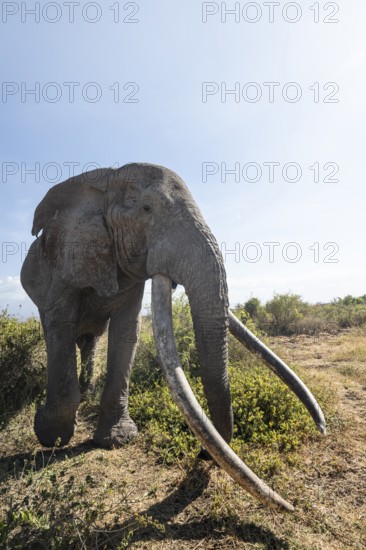 African elephant (Loxodonta africana) eats leaves, the famous Super Tusker elephant Craig, old male