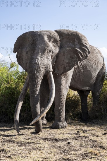 African elephant (Loxodonta africana), the famous Super Tusker elephant Craig, old male with long