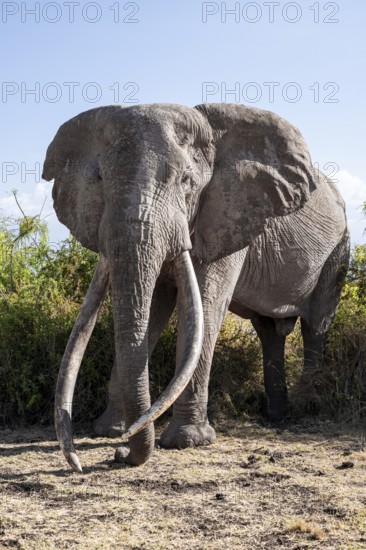 Animal portrait, African elephant (Loxodonta africana), the famous Super Tusker elephant Craig, old