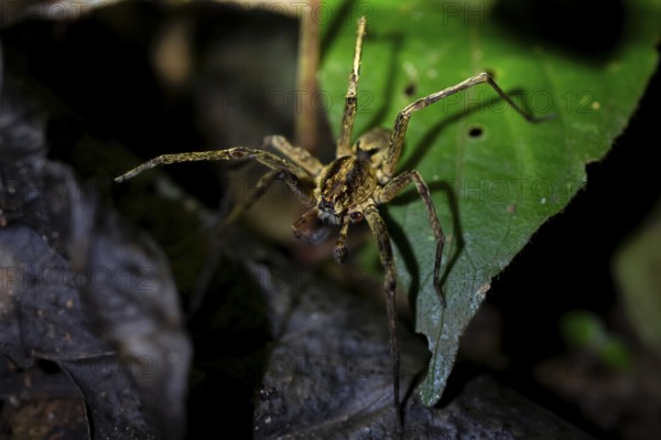 Night view of scary wolf spider (Lycosidae) in the jungle, Amani Nature Forest Reserve, Eastern