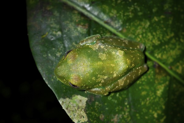 Forest climbing frog (Leptopelis barbouri) in the jungle, night view, Amani Forest Reserve,