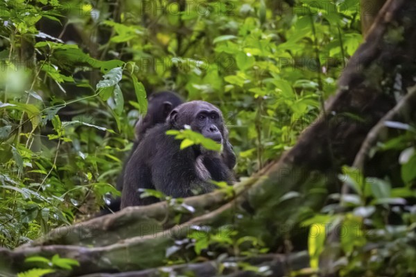 Chimpanzee (Pan Troglodytes), adult male on the ground in the jungle, Murchison Falls National