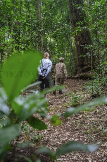 Tourists and rangers run in the jungle, Kibale National Park, Uganda