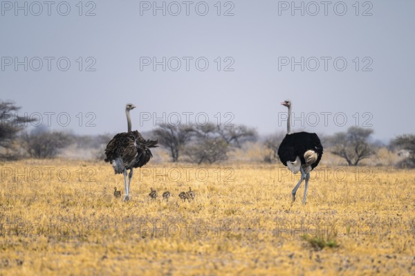 African ostrich (Struthio camelus), adult female and male with six young animals, chicks, animal