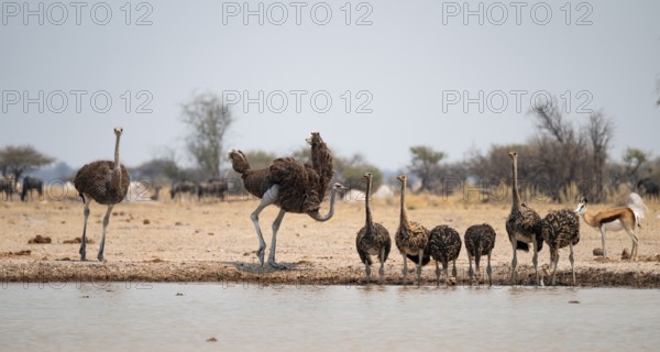 African ostrich (Struthio camelus), funny animal family, mother and six juvenile young animals,