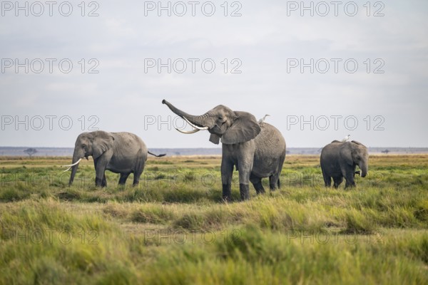 African elephant (Loxodonta africana) kills, heron on the back, Amboseli National Park, Rift Valley