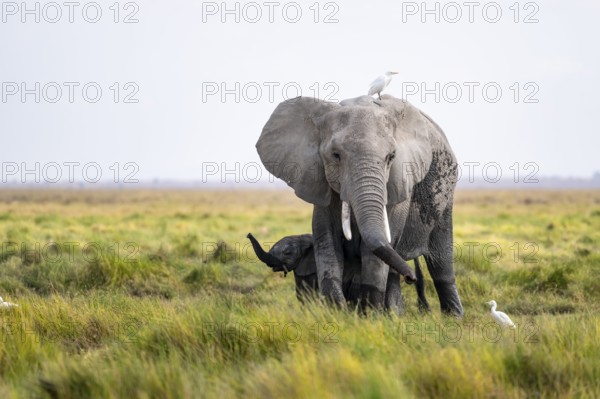 African elephant (Loxodonta africana), young animal killing, heron on the back, Amboseli National