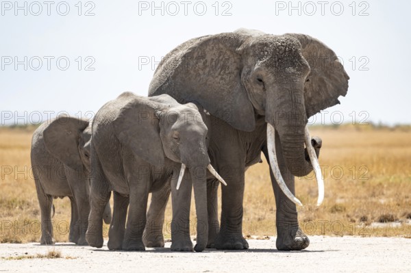 Arid Landscape, African Elephant (Loxodonta africana), Amboseli National Park, Rift Valley