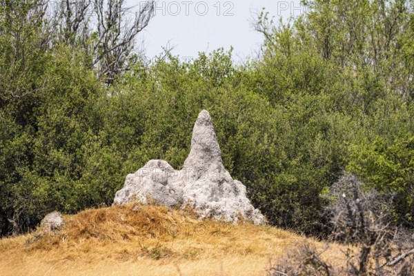 Large termite hill, Moremi Game Reserve, Botswana