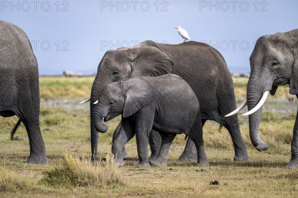 African elephant (Loxodonta africana), herd of young animals in Amboseli National Park, Rift Valley