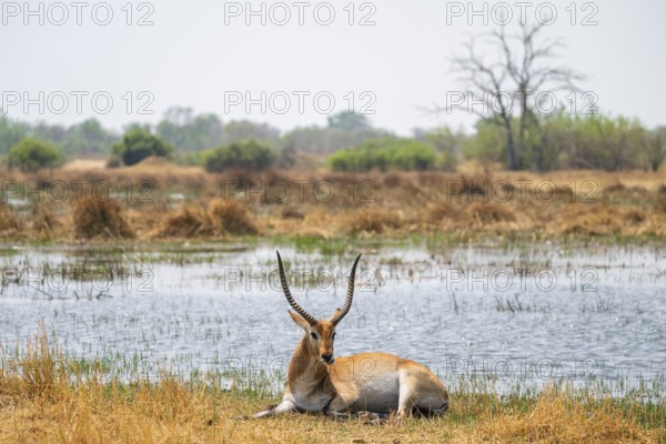 Letschwe or litchi bog antelope (Kobus leche), adult male, in tall dry grass, Okavango Delta,