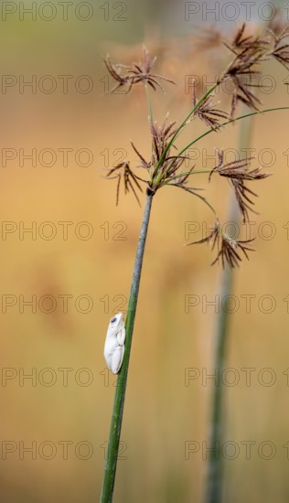 Marble redfrog (Hyperolius marmoratus), white frog sitting on a papyrus, Xakanaxa Lagoon, Okavango