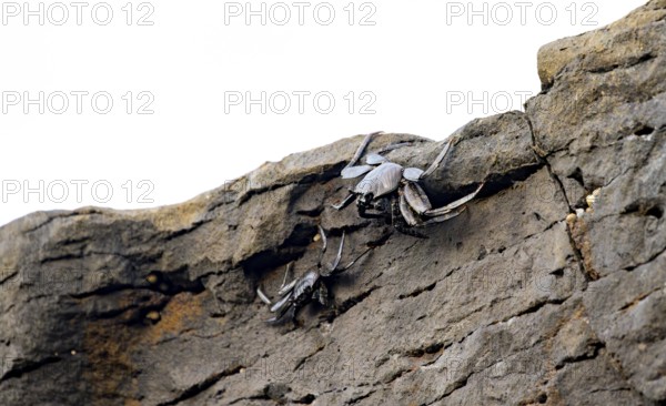 Red rock crabs (Grapsus adscensionis), black cubs on a volcanic rock, coast, La Santa, Lanzarote,