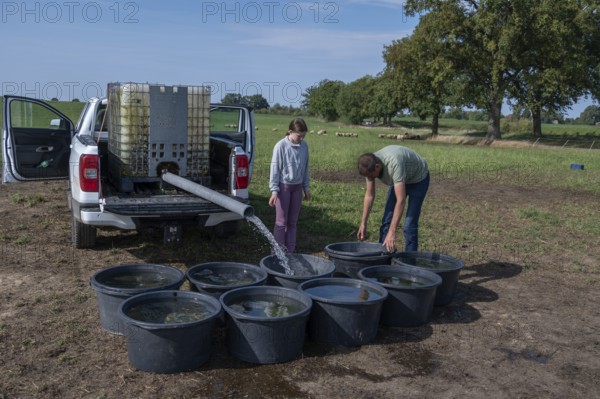 Shepherd and his daughter fill water tubs from a pickup truck for sheep in the pasture,