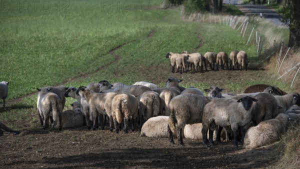 Black-headed sheep (Ovis gmelini aries) graze close to a road separated by a pasture fence,