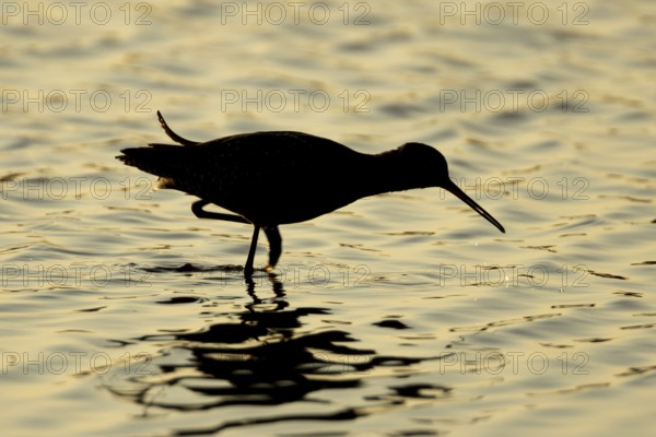 Spotted redshank (Tringa erythropus) silhouette of an adult wader bird feeding in a shallow lagoon
