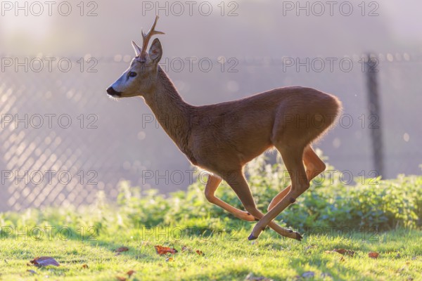 A roe buck (Capreolus capreolus) runs across a green meadow on a sunny day. A fence can be seen in