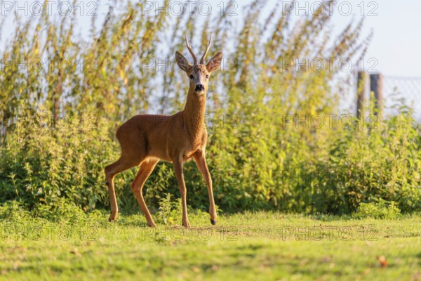 A roe buck (Capreolus capreolus) stands next to a nettle thicket on a sunny morning. Bavaria,