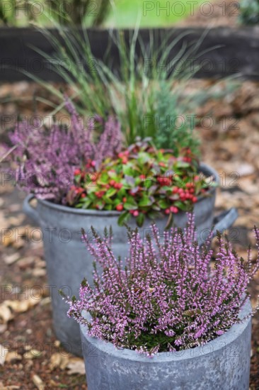 Tub with autumn plants, North Rhine-Westphalia, Germany