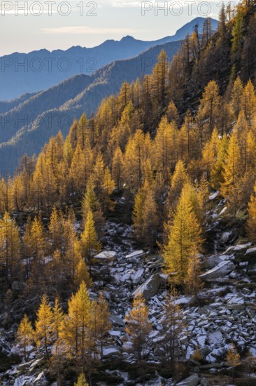 Autumn larches (Larix), Alpe Salei, Onsernone Valley, Canton of Tessin, Switzerland