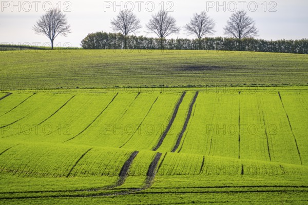 Traces of tractors in a freshly tilled field, first growth of winter grain, near Ratingen, North