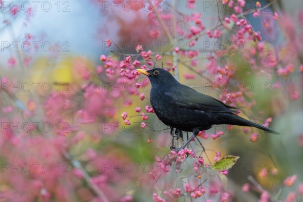 A common blackbird (Turdus merula) sits in a European spindle tree (Euonymus europaeus), and eats