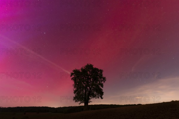 A solitary pear tree at night with aurora borealis. Rhein-Neckar District, Baden-Württemberg,