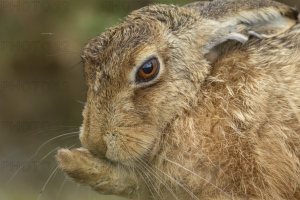 European brown hare (Lepus europaeus) adult animal washing its foot, England, United Kingdom