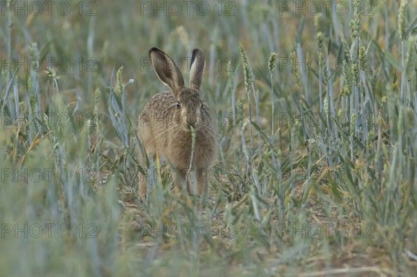 European brown hare (Lepus europaeus) adult animal eating a wheat plant sheath in a farmland field