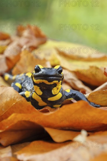 Fire salamander (Salamandra salamandra), in a beech forest on autumn leaves, autumn, animal
