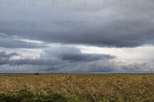 Dark rain clouds (Nimbostratus) above the lagoon, reed, thatch (Phragmites australis), Ahrenshoop,