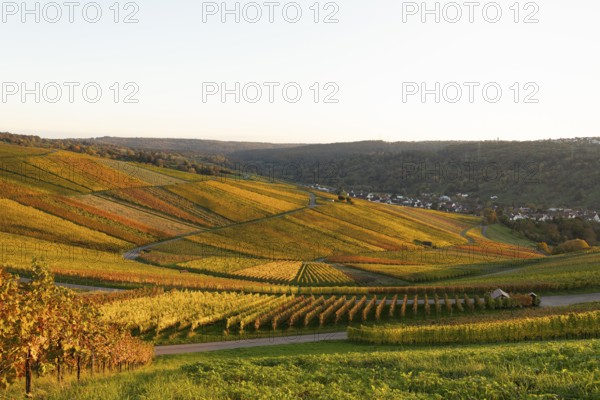 Golden evening sun shines over the colorful vines in the vineyards of Beutelsbach and Weinstadt