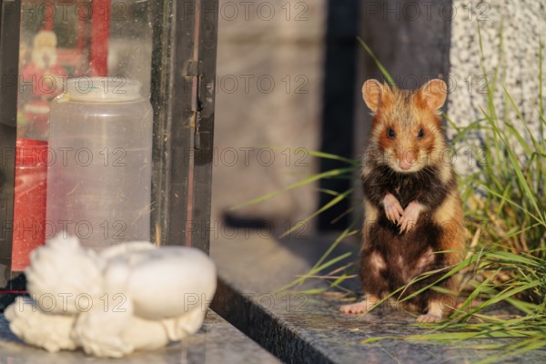 A European hamster (Cricetus cricetus) stands on a grave in the evening sun, searching for food.