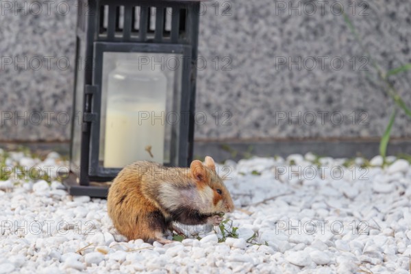 A European hamster (Cricetus cricetus) forages for food on a grave. Vienna, Austria