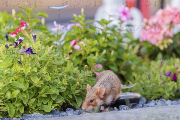 A European hamster (Cricetus cricetus) searches for food on a decorated grave and eats the petals
