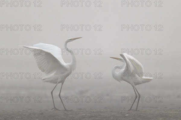 Great Egret, (Egretta alba), Warring Great Egret in the Mist, Lasitz, Saxony, Germany