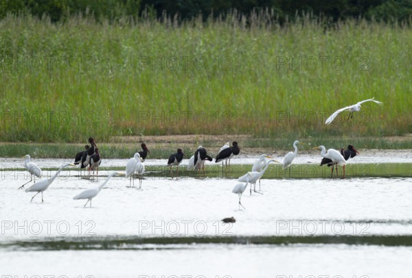 Black storks (Ciconia nigra) and great egret (Ardea alba) in the shallow water zone of a pond,