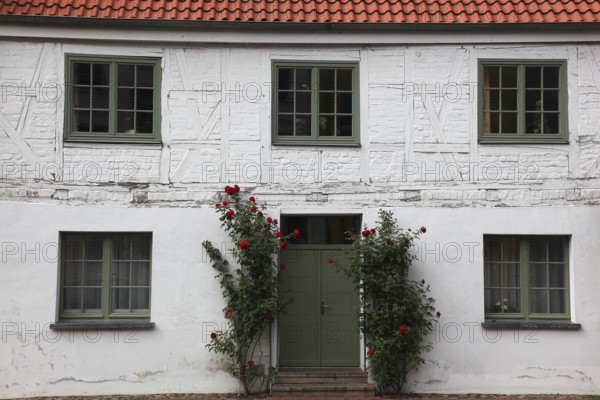 House façade in Wismar on the Baltic Sea in the old town, climbing roses in front of the front