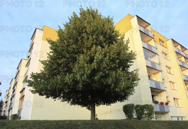 Urban greening, blooming linden tree in front of rental apartments of the Weimar housing