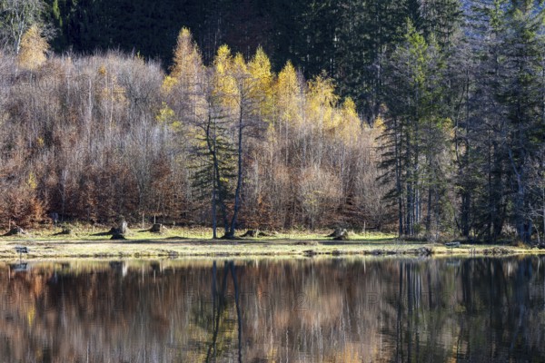 Late autumn, water reflection in moor pond, autumn, near Oberstdorf, Oberallgäu, Allgäu, Bavaria,