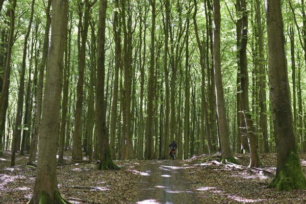 Female cyclist in the beech forest of Jasmund National Park on Rügen, Mecklenburg-Western
